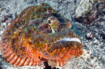 Scorpion fish lying on the sand waiting for prey