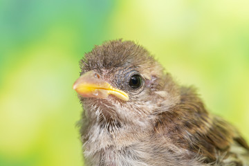 Portrait of young bird (Passer domesticus) on blurry green background, close up