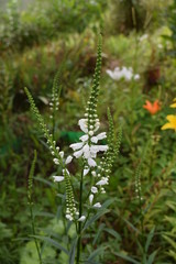 plant physostegia in my garden