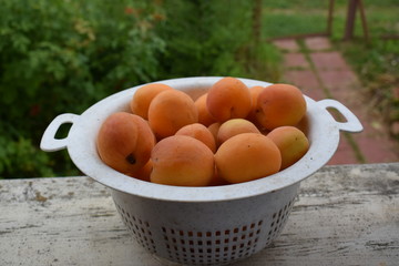 apricot fruit in my garden