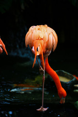 Magnificent Flamingo in pond. Flamingo is a type of wading bird in the family Phoenicopteridae, the only bird family in the order Phoenicopteriformes.