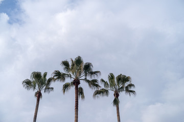 Fototapeta na wymiar Palm trees against cloudy sky