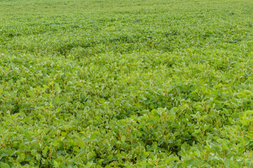 Fototapeta na wymiar View of the bean field, soybean field. Green soya pods full of beans in the phase of harvest formation