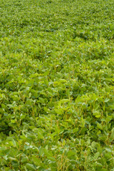 View of the bean field, soybean field. Green soya pods full of beans in the phase of harvest formation