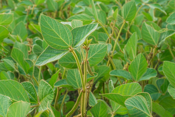 View of the bean field, soybean field. Green soya pods full of beans in the phase of harvest formation