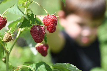 Little boy picking raspberries in garden. Selective focus, Child picking and eating ripe raspberries