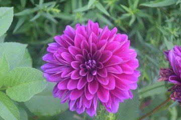 Dahlia flower in my garden