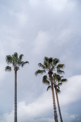Palm trees against cloudy sky