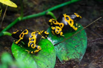 Yellow poison dart frog dendrobates leucomelas hiding in the undergrove. Beautiful tropical rain forest animal from the Amazon rainforest. A poisonous amphibian with black dots.