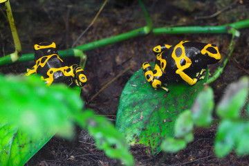 Yellow poison dart frog dendrobates leucomelas hiding in the undergrove. Beautiful tropical rain forest animal from the Amazon rainforest. A poisonous amphibian with black dots.