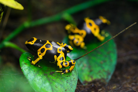 Yellow poison dart frog dendrobates leucomelas hiding in the undergrove. Beautiful tropical rain forest animal from the Amazon rainforest. A poisonous amphibian with black dots.