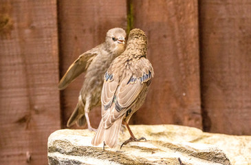 Bird Bath