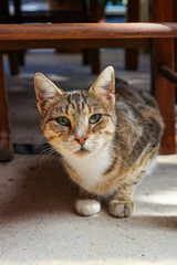 Beautiful cat staring at the camera with sharp eyes. 