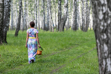 A young woman in a dress collects mushrooms, berries in a basket. Harvesting in a birch forest with ferns