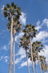 Palm trees © Dmytro Surkov
