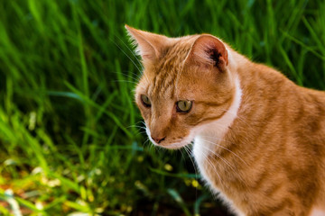 Naklejka na ściany i meble Portrait of a red cat on a background of green grass