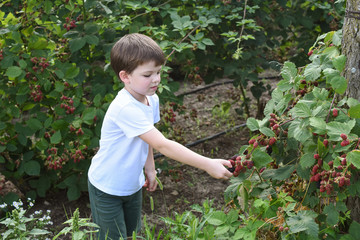 Little boy picking blackberries in garden. Child picking and eating ripe blackberry