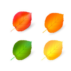 autumn leaves set, bundle vector illustration mesh. Isolated on a white background. Simple cartoon multicolor style