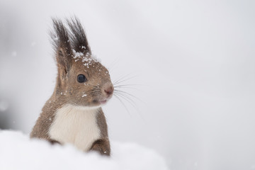 雪の中のエゾリス