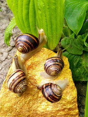 Snails crawl on a golden stone on a background of green leaves