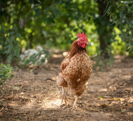 Legehenne im Auslauf