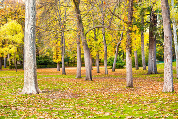 Landscaped autumn park with yellow trees and green lawn covered with fallen leaves