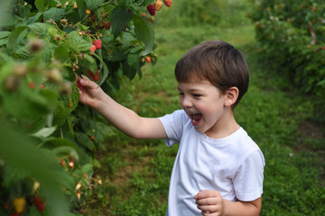 Little boy picking raspberries in garden. Child picking and eating ripe raspberries