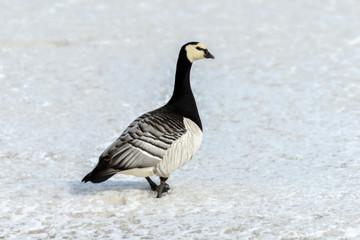 Bernache nonnette, Branta leucopsis, Barnacle Goose, Norvège, Spitzberg, Svalbard