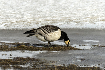 Bernache nonnette, Branta leucopsis, Barnacle Goose, Norvège, Spitzberg, Svalbard