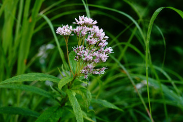 夏の林の中でヨツバヒヨドリの花が咲く