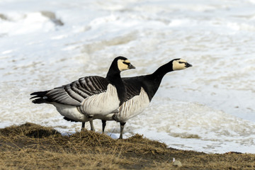 Bernache nonnette, Branta leucopsis, Barnacle Goose, Norvège, Spitzberg, Svalbard