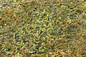 Leaves of plants and weeds on a lake surface. Closeup view