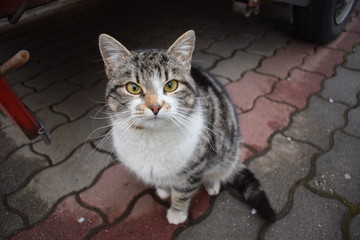 Cat looking into the lens © Jmbor