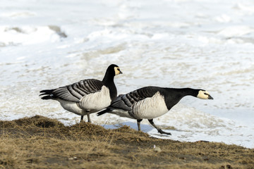 Bernache nonnette, Branta leucopsis, Barnacle Goose, Norvège, Spitzberg, Svalbard