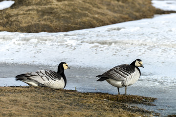 Bernache nonnette, Branta leucopsis, Barnacle Goose, Norvège, Spitzberg, Svalbard