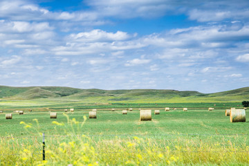 round hay bales in a field on a farm in north dakota