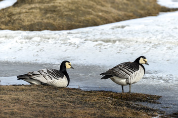 Bernache nonnette, Branta leucopsis, Barnacle Goose, Norvège, Spitzberg, Svalbard