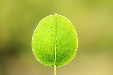 leaf on green background