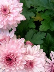 Fototapeta premium rosa blume Chrysantheme im Garten Hintergrund