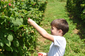 Little boy picking raspberries in garden. Child picking and eating ripe raspberries