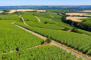 Fototapeta na wymiar Blick von oben auf die Weinbege nahe Hattenheim/Deutschland im Rheingau