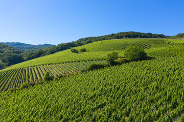 Fototapeta na wymiar Blick von oben auf die Weinbege nahe Hattenheim/Deutschland im Rheingau