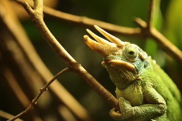 Cameleon