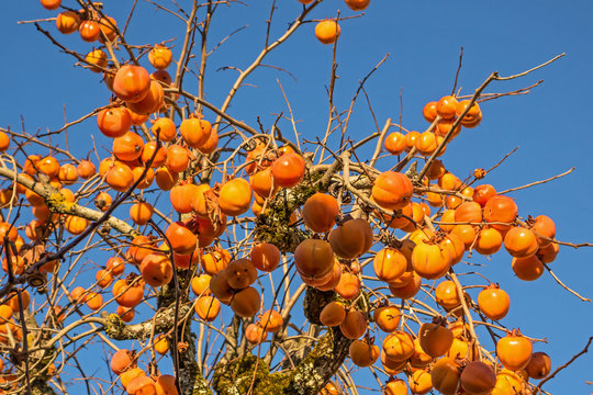 Fruits Kakis