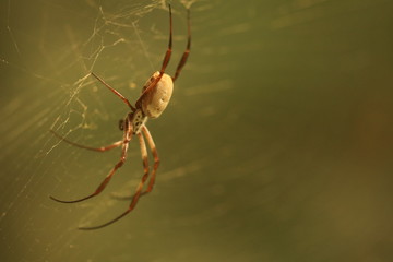 Giftspinne