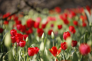 Fototapeta premium Tulpen