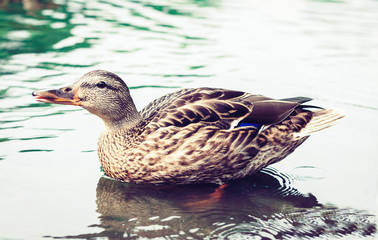 Female mallard duck. Portrait of a duck on a lake in a park.