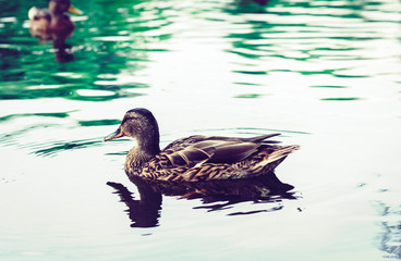 Female mallard duck. Portrait of a duck on a lake in a park.