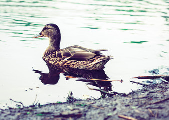 Female mallard duck. Portrait of a duck on a lake in a park.