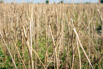Freshly harvested golden straw stubble field in autumn, Ukraine, Kiev region .